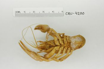 Media type: image;   Invertebrate Zoology CRU-4200 Description: Preserved specimen.;